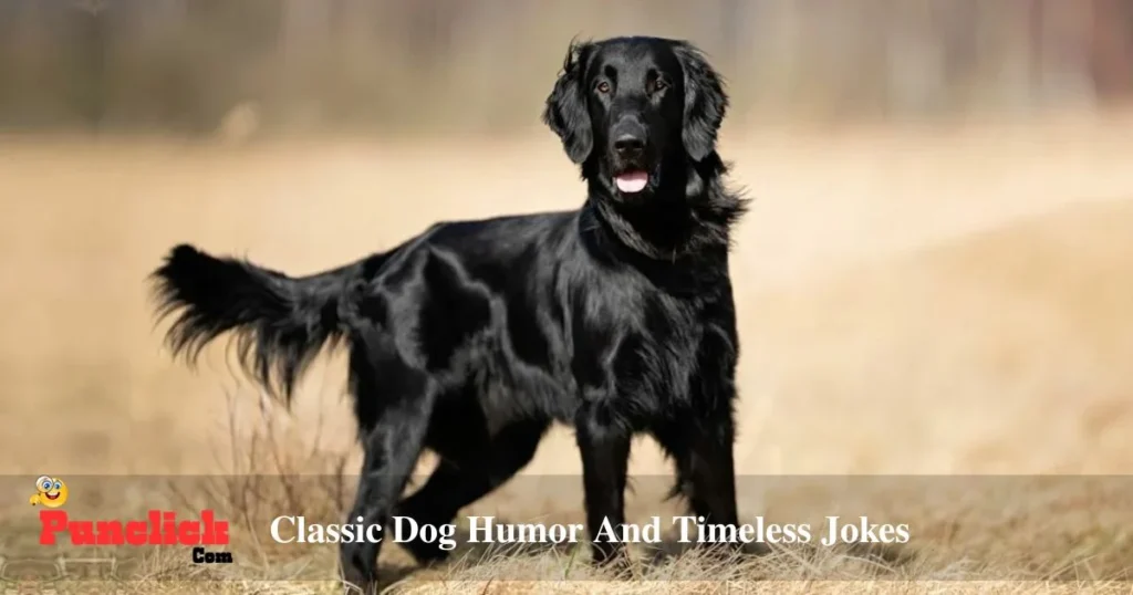 Classic Dog Humor And Timeless Jokes